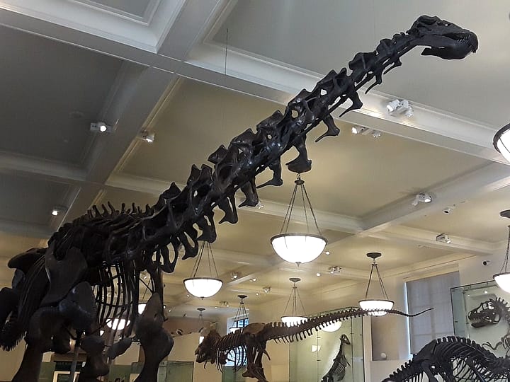 A long-necked sauropod skeleton rearing up under the museum ceiling lights